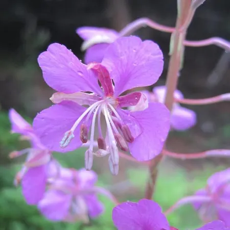 Appartement Schweinberger