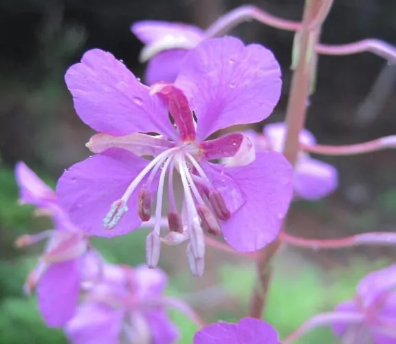 Апартаменты Schweinberger